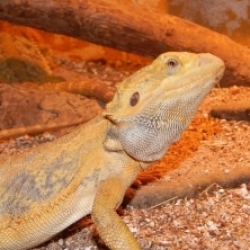 飞鸿